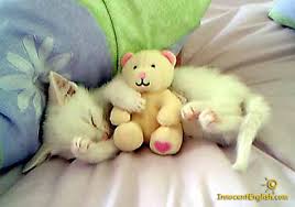 kittens sleeping with a stuffed animal