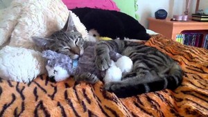  gattini sleeping with a stuffed animal