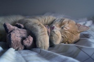 kittens sleeping with a stuffed animal