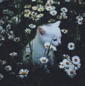  小猫 with 花
