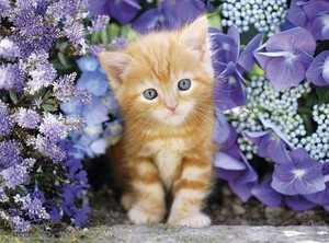  kitties and फूल