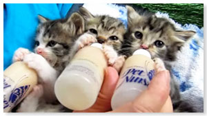 kitties drinking from bottle