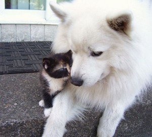  kitty and chiot bff's