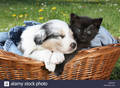 kitty and puppy bff's - greyswan618 photo