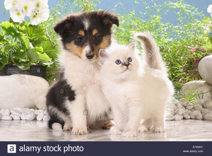  kitty and cachorro, filhote de cachorro bff's