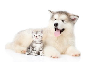  kitty and anak anjing, anjing bff's