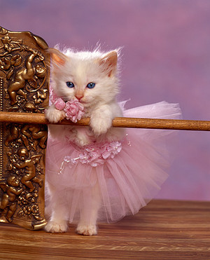  kitty ballerina