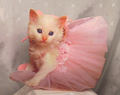 kitty ballerina - greyswan618 photo