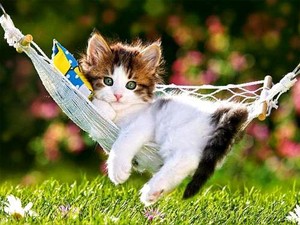  kitty in a hammock
