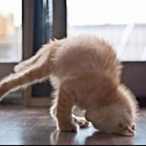  kitty yoga