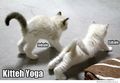 kitty yoga - greyswan618 photo