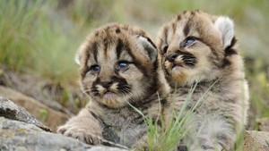 leopard babies*-*❤