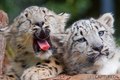 leopard babies*-*❤ - animals photo