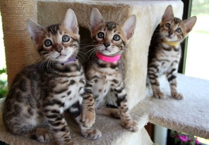 mischievous kittens