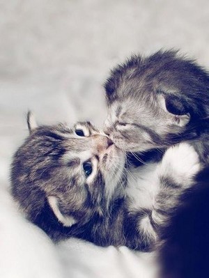  muah...sweet kitten kisses