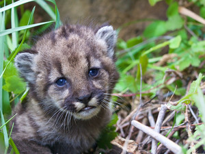  Cougar Cub