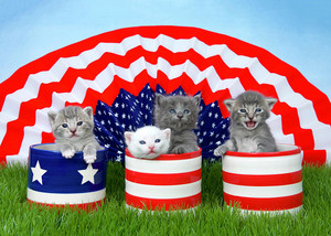  patriotic A-MEOW-CATS