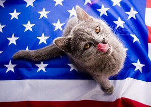  patriotic A-MEOW-CATS