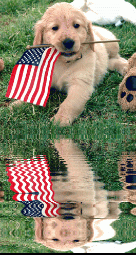  patriotic 子犬