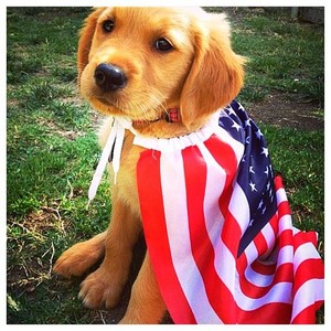  patriotic 강아지
