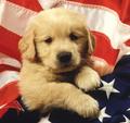 patriotic puppies - greyswan618 photo