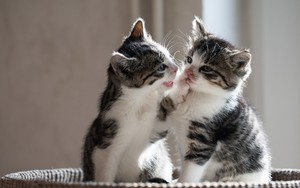 playful kittens