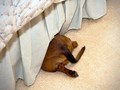 playing hide and seek - dogs photo