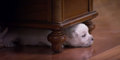 playing hide and seek - dogs photo