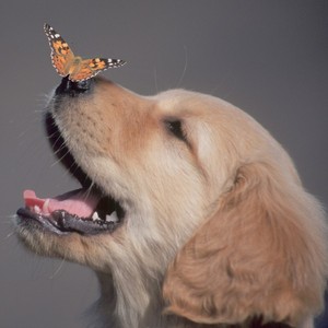 puppies and butterflies