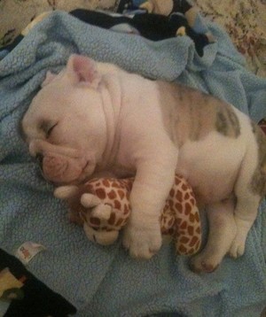  কুকুরছানা sleeping with stuffed জন্তু জানোয়ার