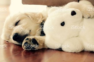  Welpen sleeping with stuffed Tiere
