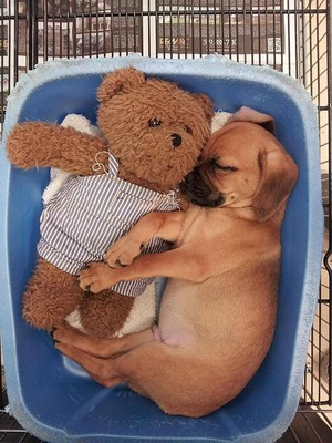puppies sleeping with stuffed animals