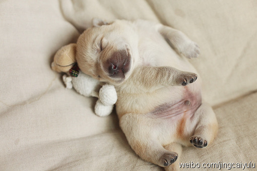 puppies sleeping with stuffed animals - Cute Puppies Photo (41426219) -  Fanpop