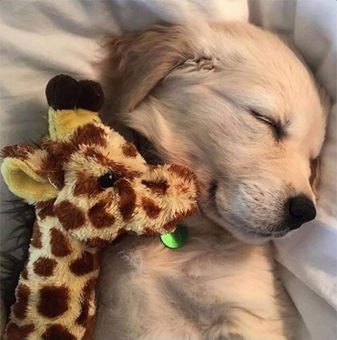 puppies sleeping with stuffed animals - Cute Puppies Photo (41426236) -  Fanpop