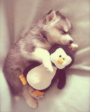  cachorrinhos sleeping with stuffed animais