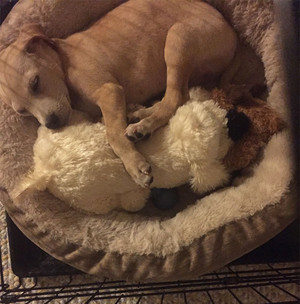  anak anjing sleeping with stuffed binatang