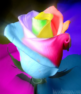 rainbow-roses-greyswan618-41404926-285-330.jpg