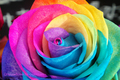 rainbow roses - greyswan618 photo
