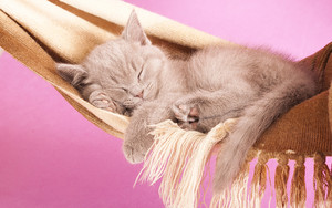  sleeping kitties