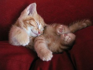  sleeping kitties