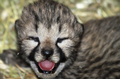 super cute cheetah cubs - greyswan618 photo