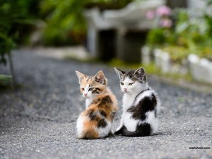  sweet and adorable kitties