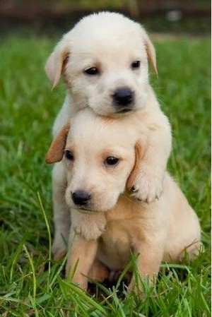 sweet puppy hugs