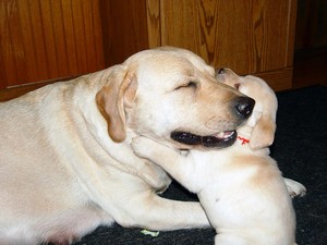 sweet puppy hugs