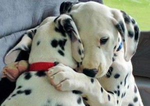  sweet cachorro, filhote de cachorro hugs