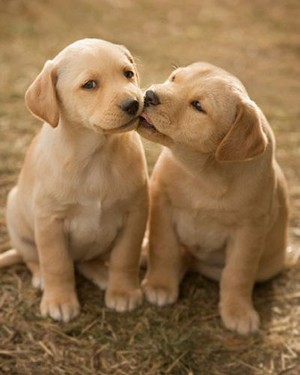 sweet puppy kisses