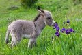 tiny donkey with flowers - animals photo