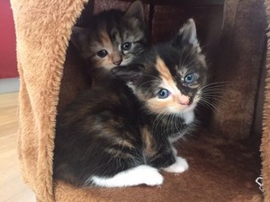 tortie kittens