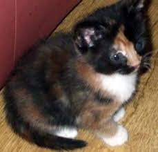  tortie chatons