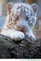 white tiger cubs - greyswan618 photo